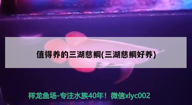 值得养的三湖慈鲷(三湖慈鲷好养) 黄金斑马鱼