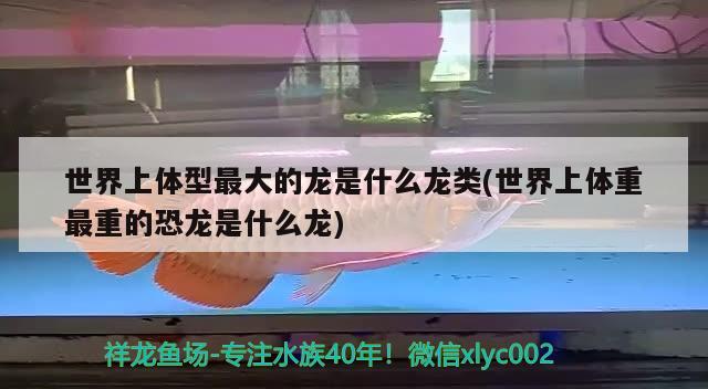 世界上体型最大的龙是什么龙类(世界上体重最重的恐龙是什么龙) 彩鲽鱼缸（彩蝶鱼缸）