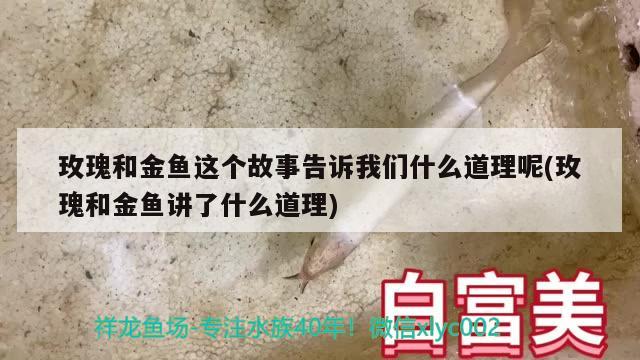 玫瑰和金鱼这个故事告诉我们什么道理呢(玫瑰和金鱼讲了什么道理) 观赏虾蟹等饲料