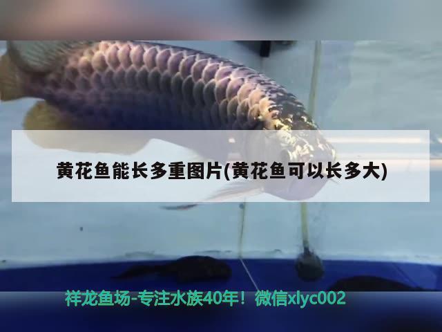 黄花鱼能长多重图片(黄花鱼可以长多大) 祥龙水族护理水