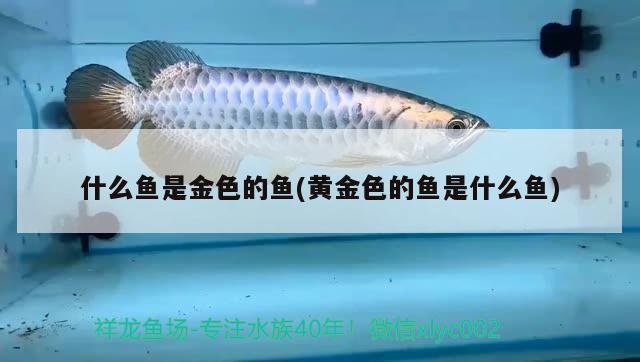 什么鱼是金色的鱼(黄金色的鱼是什么鱼) 其它水族用具设备