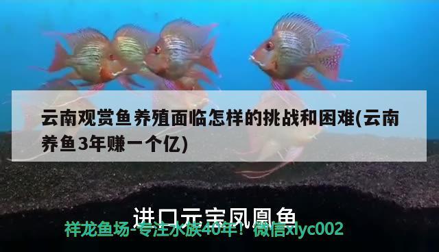 云南观赏鱼养殖面临怎样的挑战和困难(云南养鱼3年赚一个亿) 白子黄化银龙鱼