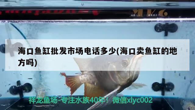 海口鱼缸批发市场电话多少(海口卖鱼缸的地方吗) 祥龙水族滤材/器材