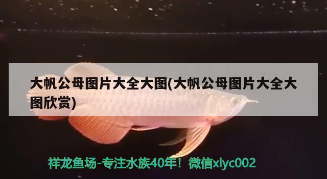 大帆公母图片大全大图(大帆公母图片大全大图欣赏) 祥龙龙鱼专用水族灯