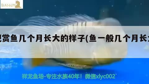 观赏鱼几个月长大的样子(鱼一般几个月长大) 水族灯（鱼缸灯）