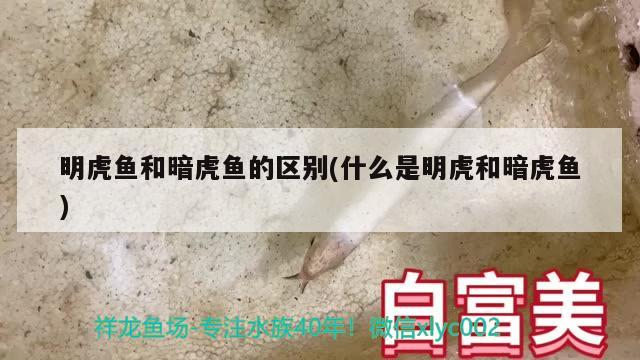 明虎鱼和暗虎鱼的区别(什么是明虎和暗虎鱼)