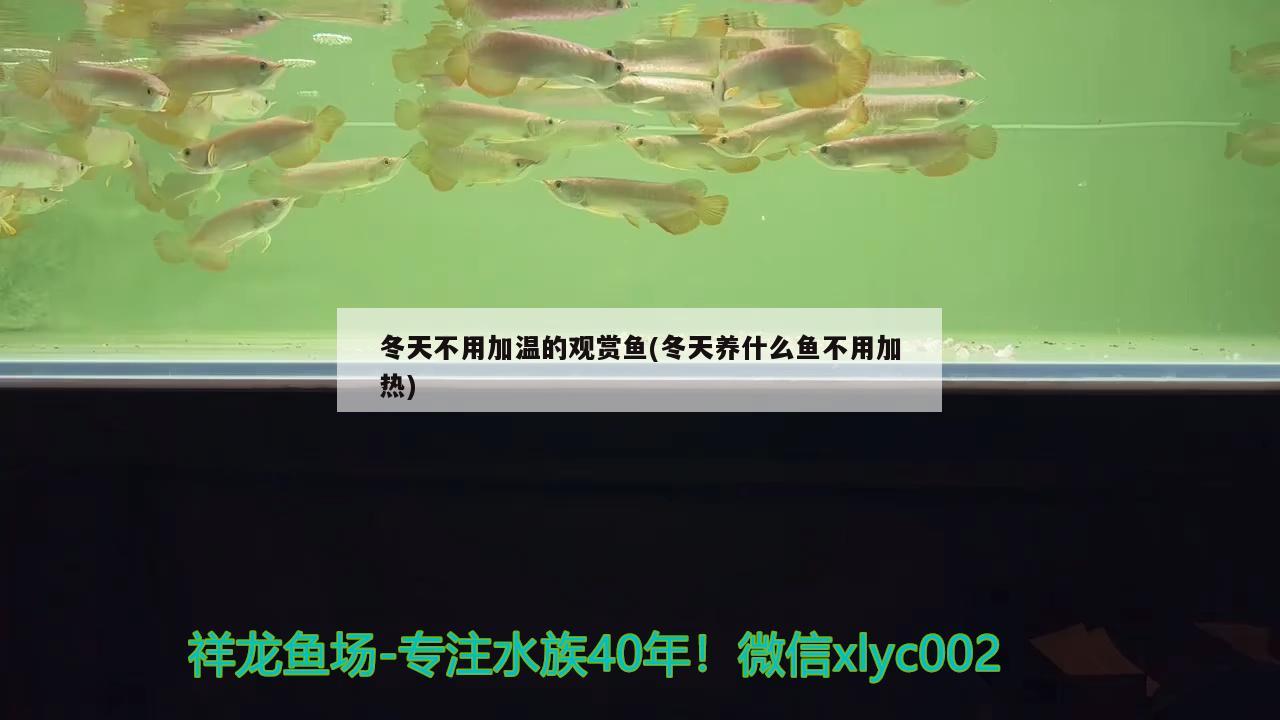 冬天不用加温的观赏鱼(冬天养什么鱼不用加热) 祥龙鱼药系列