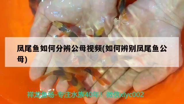 凤尾鱼如何分辨公母视频(如何辨别凤尾鱼公母)