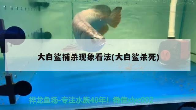 大白鲨捕杀现象看法(大白鲨杀死) 泰庞海鲢鱼