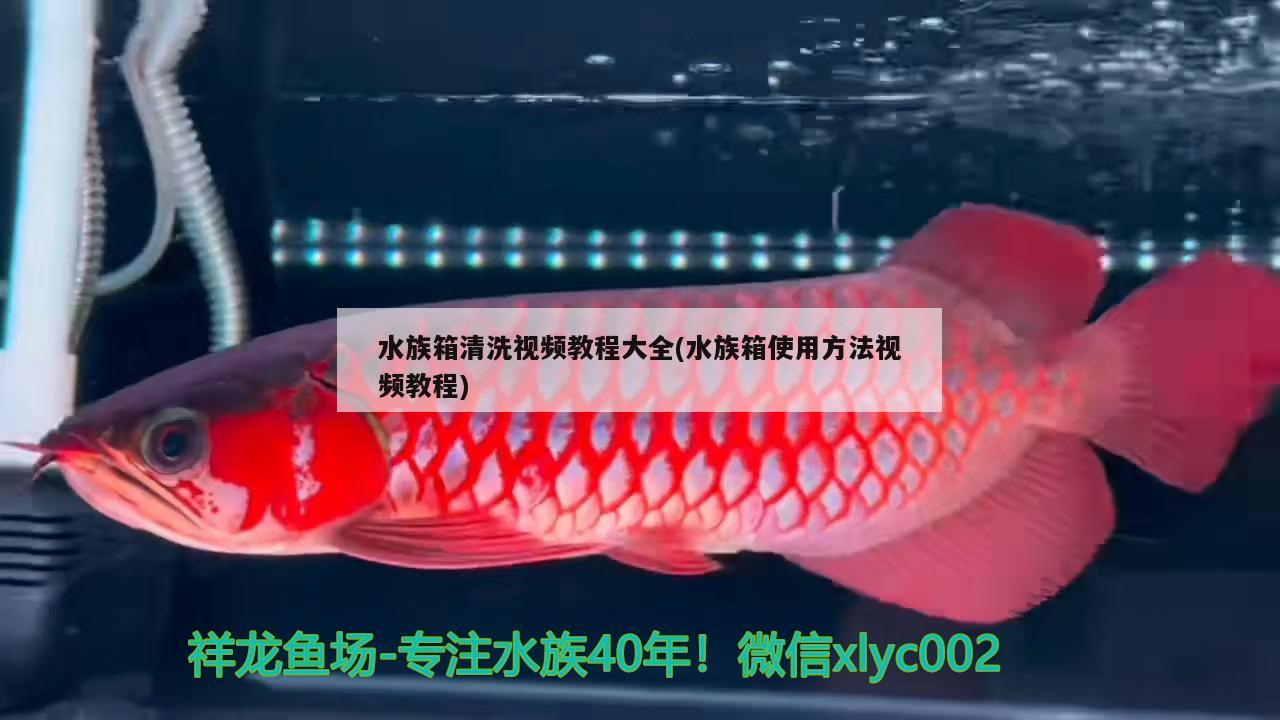 水族箱清洗视频教程大全(水族箱使用方法视频教程)