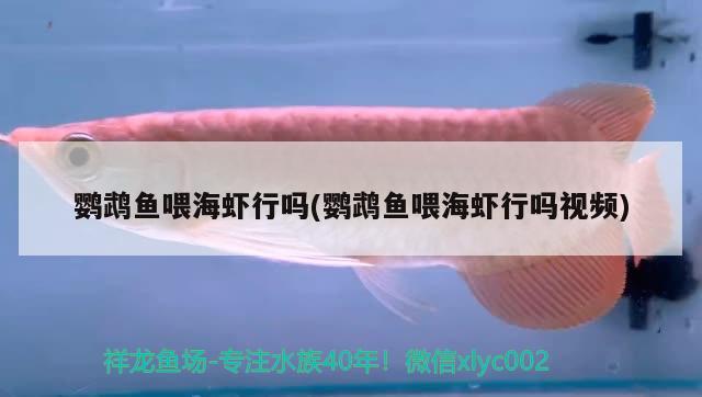 鹦鹉鱼喂海虾行吗(鹦鹉鱼喂海虾行吗视频)