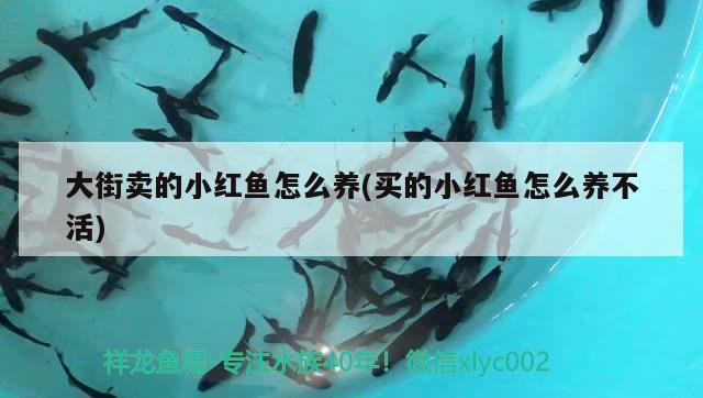 大街卖的小红鱼怎么养(买的小红鱼怎么养不活) 祥龙水族医院