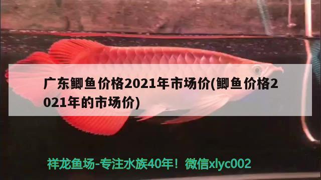 广东鲫鱼价格2021年市场价(鲫鱼价格2021年的市场价) 巨骨舌鱼