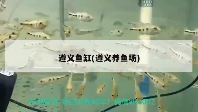 遵义鱼缸(遵义养鱼场) 祥龙龙鱼专用水族灯