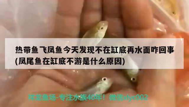 热带鱼飞凤鱼今天发现不在缸底再水面咋回事(凤尾鱼在缸底不游是什么原因) 飞凤鱼