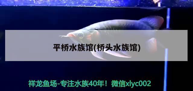 平桥水族馆(桥头水族馆) 红魔王银版鱼