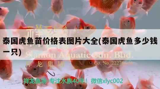 泰国虎鱼苗价格表图片大全(泰国虎鱼多少钱一只) 虎鱼百科