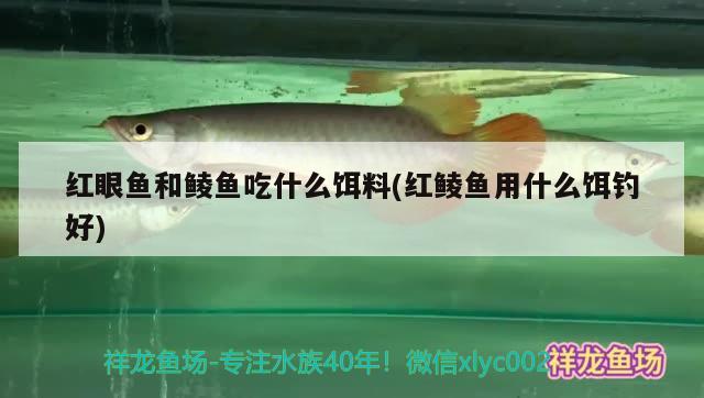 红眼鱼和鲮鱼吃什么饵料(红鲮鱼用什么饵钓好) 垂钓乐园