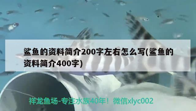 鲨鱼的资料简介200字左右怎么写(鲨鱼的资料简介400字) 柠檬鲫