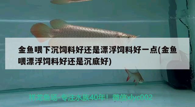 金鱼喂下沉饲料好还是漂浮饲料好一点(金鱼喂漂浮饲料好还是沉底好) B级过背金龙鱼