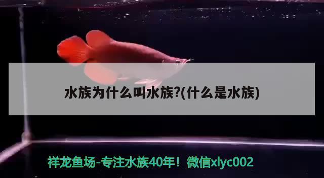 水族为什么叫水族？(什么是水族)