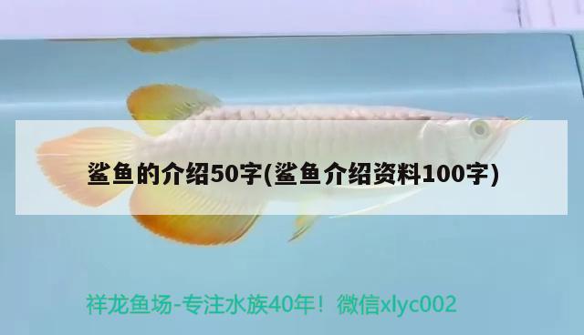 鲨鱼的介绍50字(鲨鱼介绍资料100字)