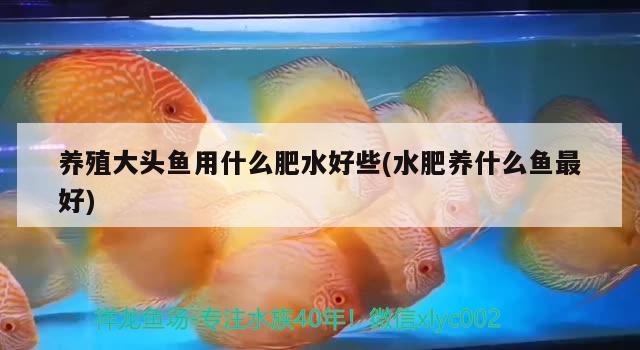 养殖大头鱼用什么肥水好些(水肥养什么鱼最好) 充氧泵