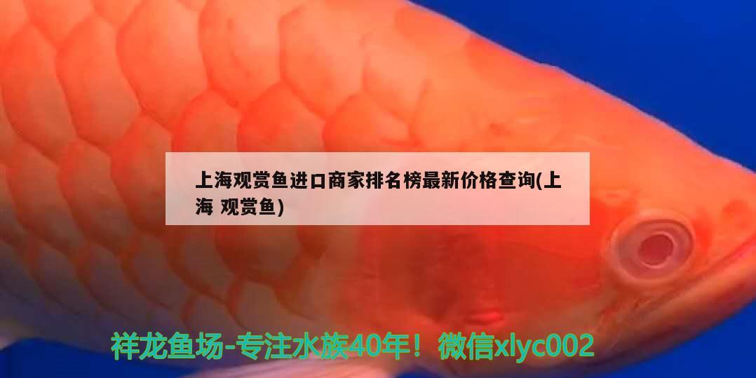 上海观赏鱼进口商家排名榜最新价格查询(上海观赏鱼) 观赏鱼进出口