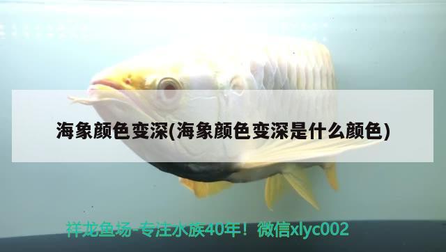 海象颜色变深(海象颜色变深是什么颜色) 其它水族用具设备