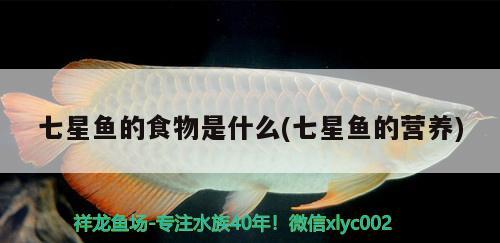 七星鱼的食物是什么(七星鱼的营养) 锦鲤鱼