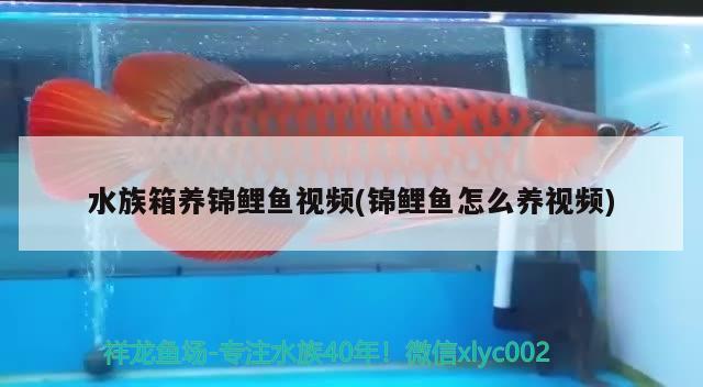 水族箱养锦鲤鱼视频(锦鲤鱼怎么养视频) 鱼缸/水族箱