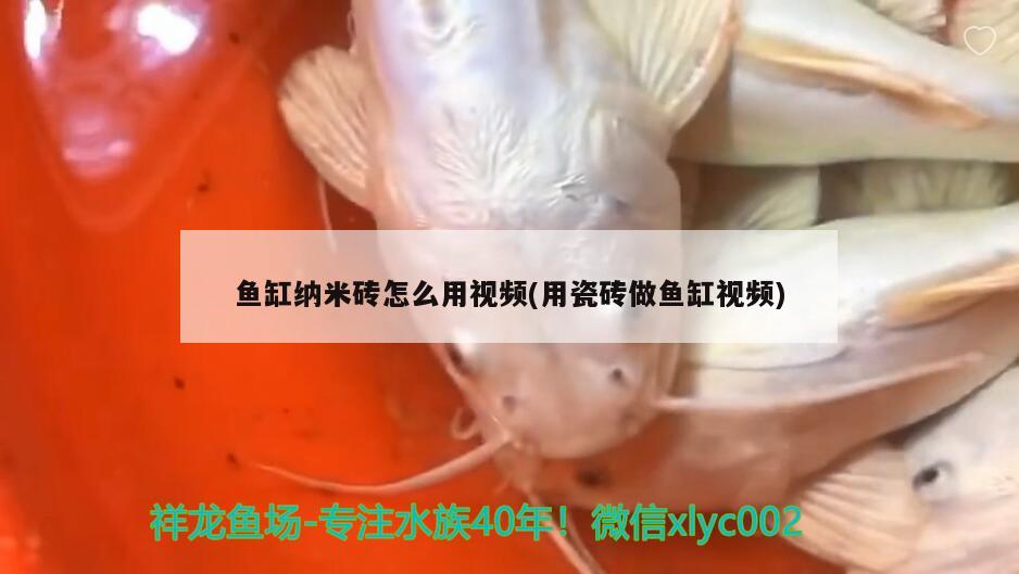 鱼缸纳米砖怎么用视频(用瓷砖做鱼缸视频) 蝴蝶鲤