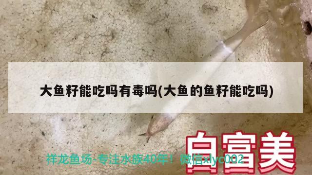 大鱼籽能吃吗有毒吗(大鱼的鱼籽能吃吗) 黄金达摩鱼