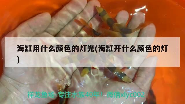 海缸用什么颜色的灯光(海缸开什么颜色的灯) 马拉莫宝石鱼