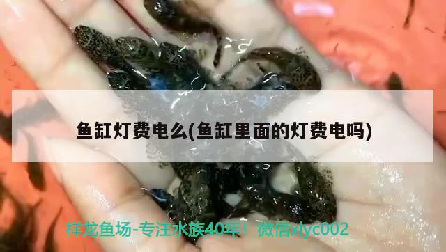 鱼缸灯费电么(鱼缸里面的灯费电吗) 新加坡号半红龙鱼（练手级红龙鱼）