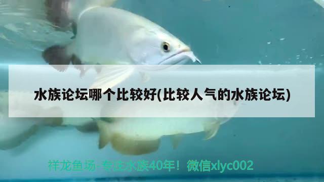 水族论坛哪个比较好(比较人气的水族论坛)