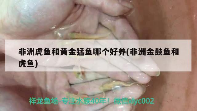 非洲虎鱼和黄金猛鱼哪个好养(非洲金鼓鱼和虎鱼) 非洲金鼓鱼