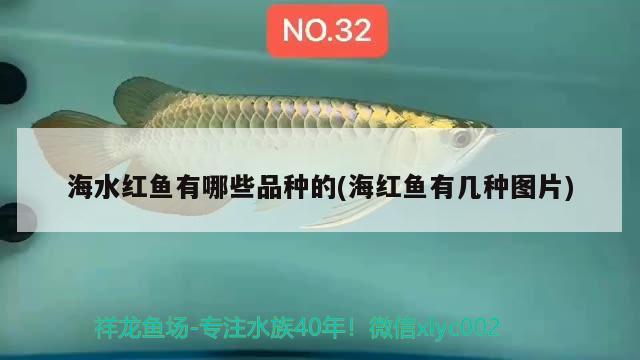 海水红鱼有哪些品种的(海红鱼有几种图片) 养鱼知识