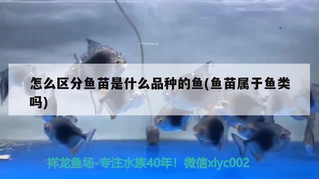 怎么区分鱼苗是什么品种的鱼(鱼苗属于鱼类吗) 水族世界 第1张