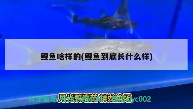 鲤鱼啥样的(鲤鱼到底长什么样) 广州水族批发市场