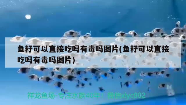 鱼籽可以直接吃吗有毒吗图片(鱼籽可以直接吃吗有毒吗图片) 黑桃A鱼