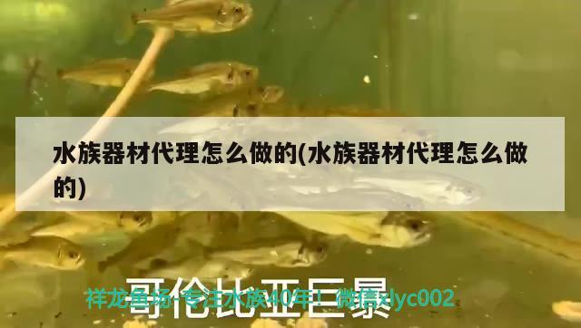 水族器材代理怎么做的(水族器材代理怎么做的) 虎鱼鱼苗