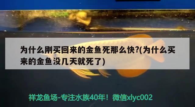 为什么刚买回来的金鱼死那么快？(为什么买来的金鱼没几天就死了)