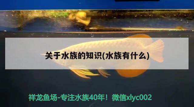 关于水族的知识(水族有什么) 印尼红龙鱼