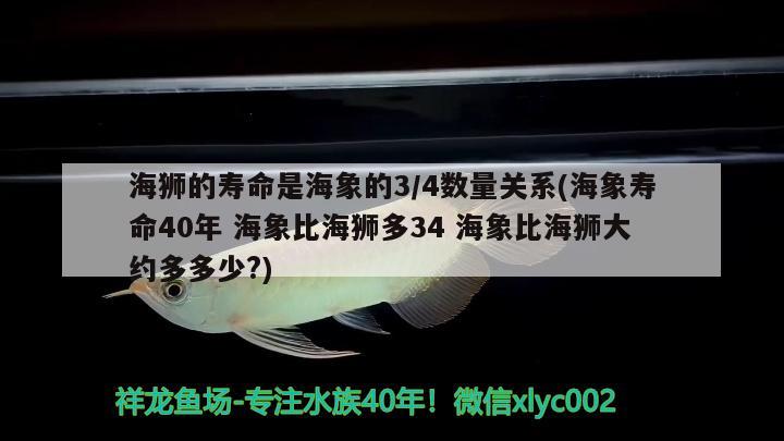 海狮的寿命是海象的34数量关系(海象寿命40年 海象比海狮多34 海象比海狮大约多多少？)