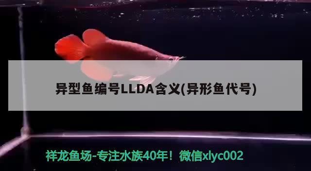 异型鱼编号LLDA含义(异形鱼代号) 斑马鸭嘴鱼