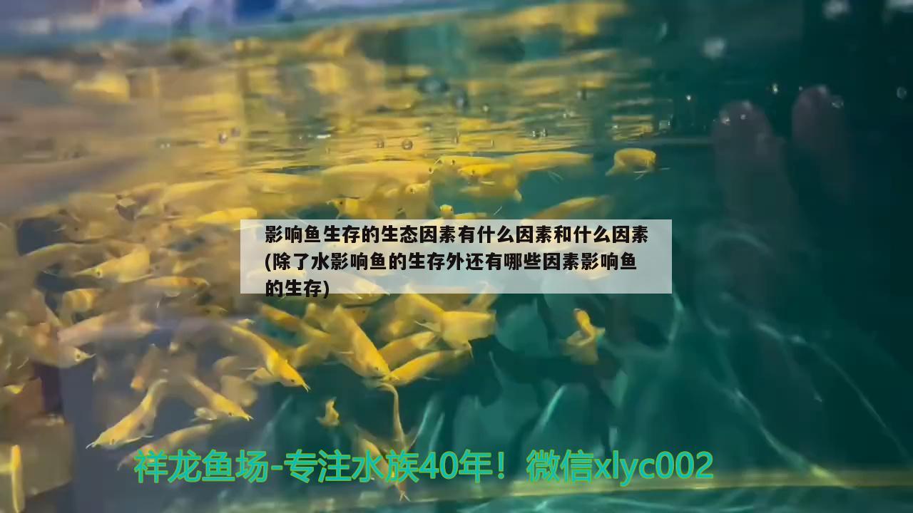 影响鱼生存的生态因素有什么因素和什么因素(除了水影响鱼的生存外还有哪些因素影响鱼的生存)