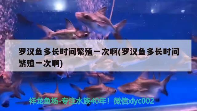 罗汉鱼多长时间繁殖一次啊(罗汉鱼多长时间繁殖一次啊) 罗汉鱼