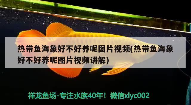 热带鱼海象好不好养呢图片视频(热带鱼海象好不好养呢图片视频讲解) 女王大帆鱼苗