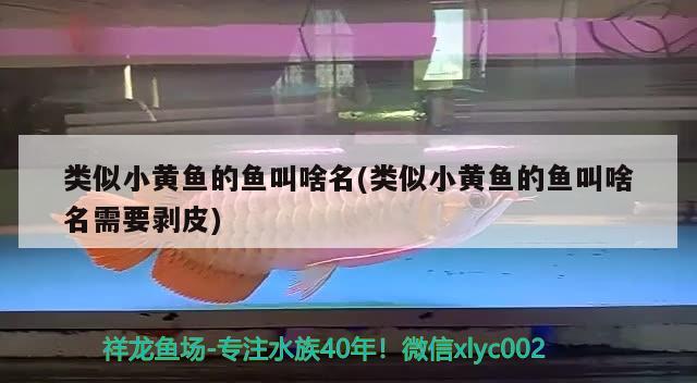 类似小黄鱼的鱼叫啥名(类似小黄鱼的鱼叫啥名需要剥皮) 观赏鱼市场（混养鱼）